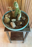 Small Pedestal Table With Cactus Garden - thumbnail 4 of 4