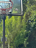 Lifetime Portable basketball hoop system - thumbnail 3 of 4