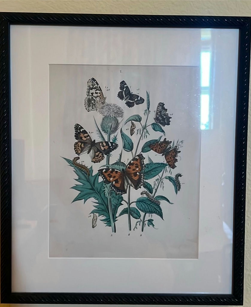 Set of Framed Butterfly Botanical Prints - image 2 of 5