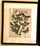 Set of Framed Butterfly Botanical Prints - thumbnail 4 of 5