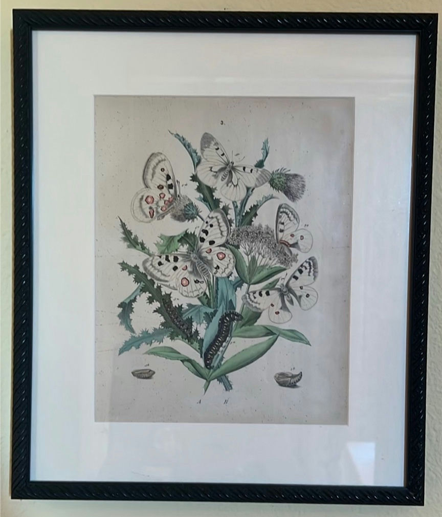 Set of Framed Butterfly Botanical Prints - image 1 of 5