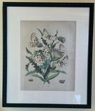 Set of Framed Butterfly Botanical Prints - thumbnail 1 of 5