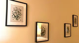 Set of Framed Butterfly Botanical Prints - thumbnail 5 of 5