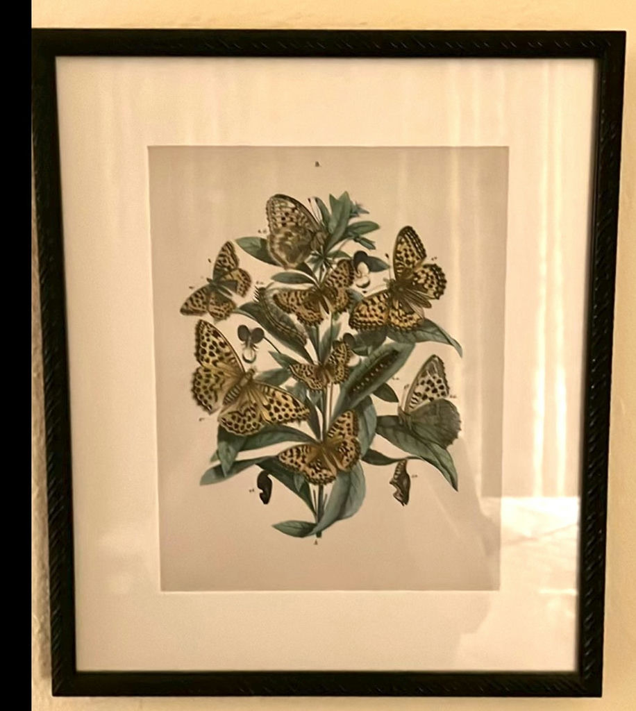 Set of Framed Butterfly Botanical Prints - image 3 of 5