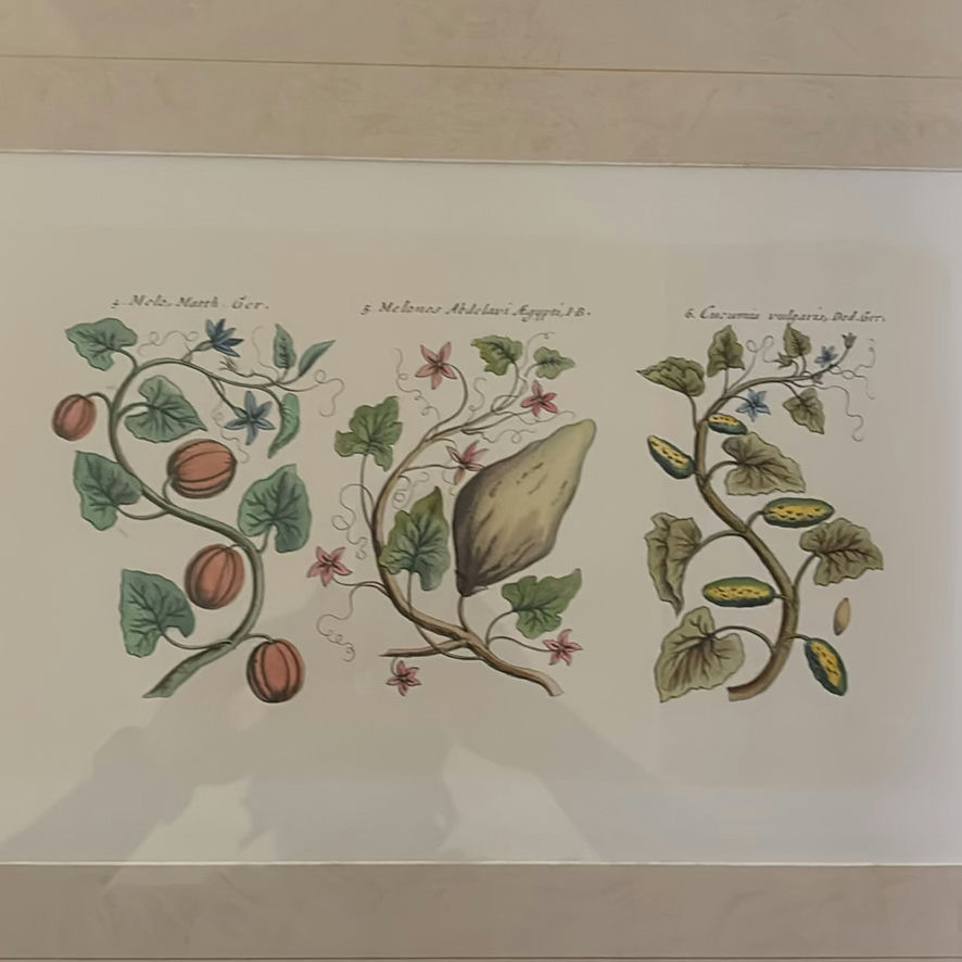 Pair of Framed Botanical Prints - image 3 of 5