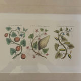 Pair of Framed Botanical Prints - thumbnail 3 of 5