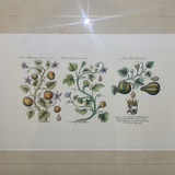 Pair of Framed Botanical Prints - thumbnail 5 of 5