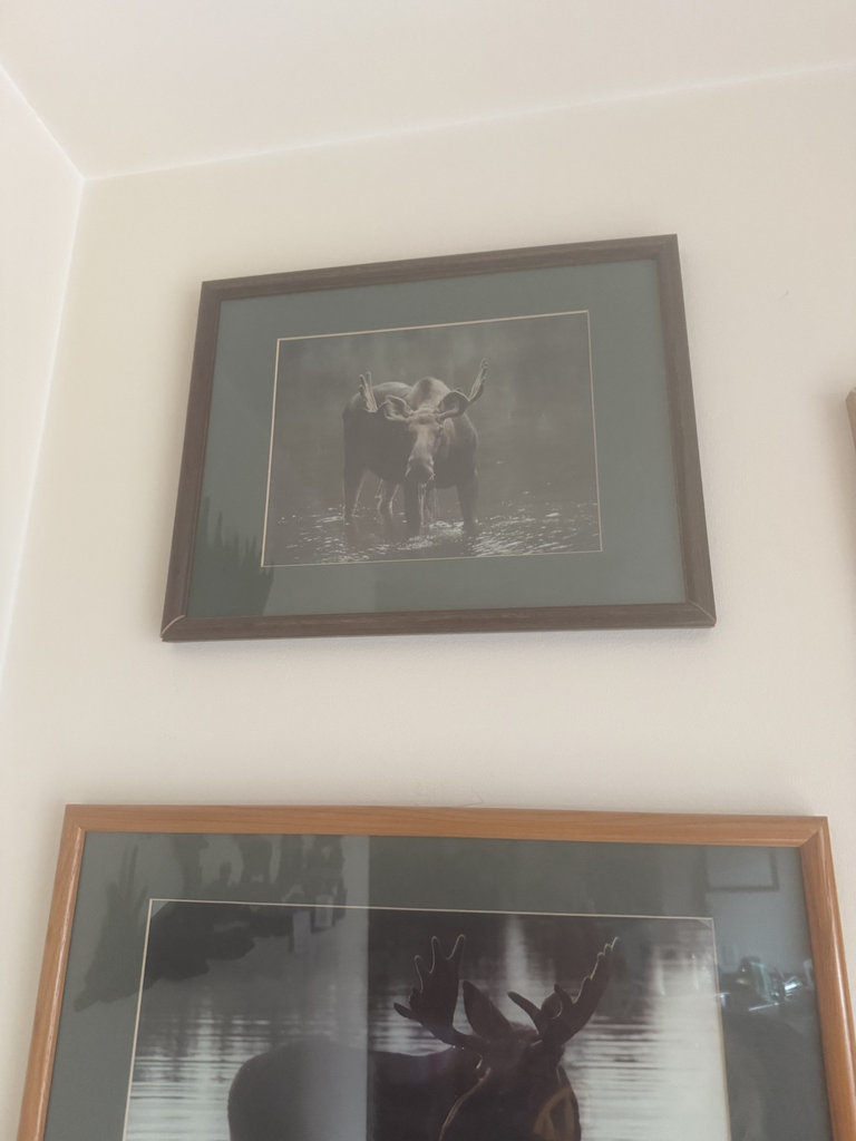 Two framed moose photographs - image 2 of 4
