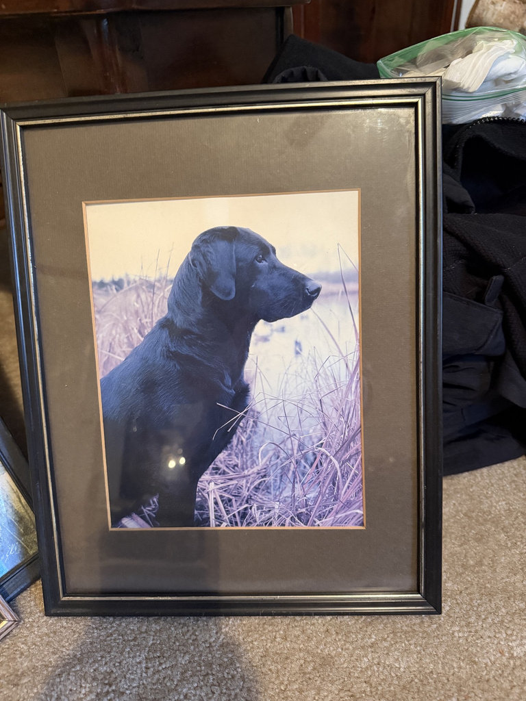 Dog-themed decor and books collection - image 18 of 27