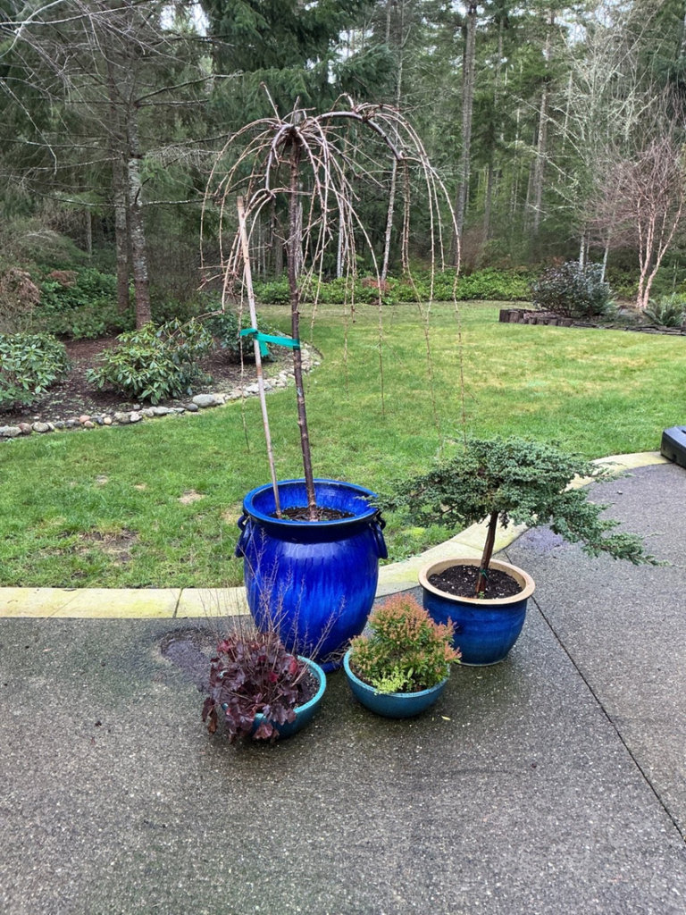 Blue ceramic planters with small trees and shrubs - image 1 of 6
