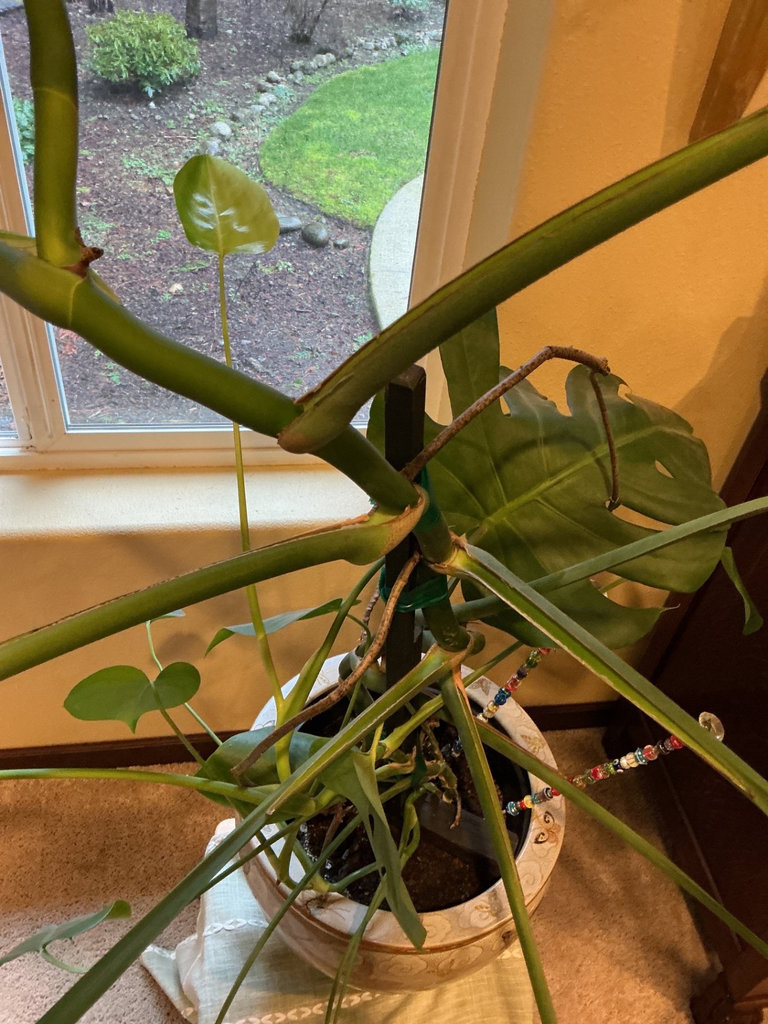 Monstera deliciosa houseplant with large fenestrated leaves - image 5 of 5