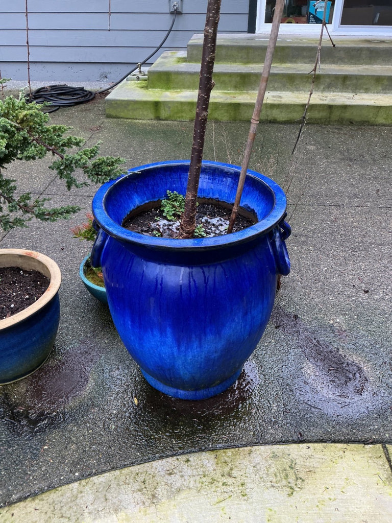 Blue ceramic planters with small trees and shrubs - image 3 of 6