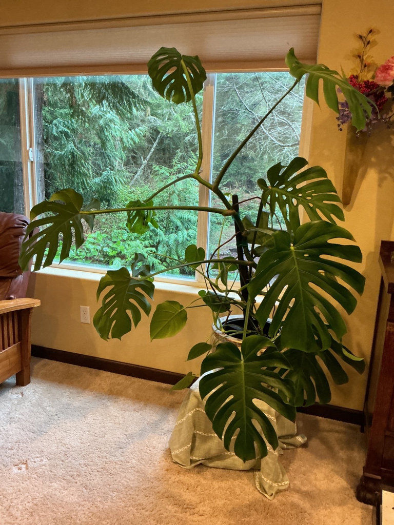 Monstera deliciosa houseplant with large fenestrated leaves - image 1 of 5
