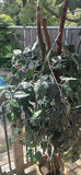 Metal Plant Stand and Artificial Potted Tree - thumbnail 7 of 7