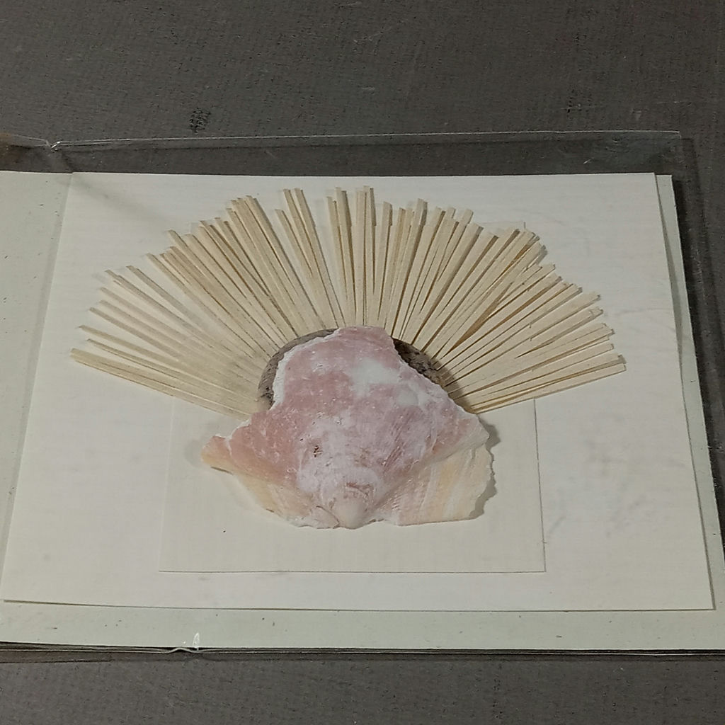 River Stones, Shells, And Arrowheads - image 9 of 12