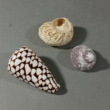 River Stones, Shells, And Arrowheads - thumbnail 6 of 12