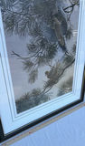 Framed Limited Edition Dove Art Print - thumbnail 5 of 8