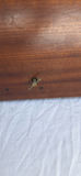 Vintage Triangular Inlaid Wooden Side Table with Hinged Top - thumbnail 8 of 8