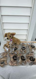 Taco Bell Chihuahua Plush Toys Assortment - thumbnail 1 of 23