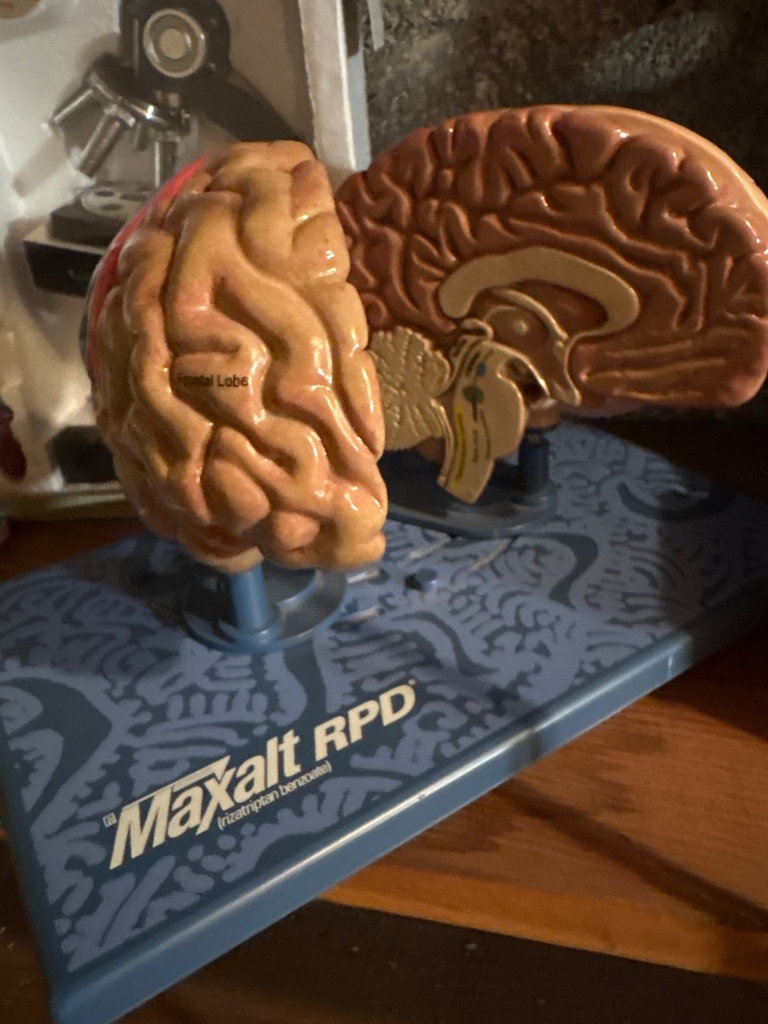 Assorted science experiment kits and a brain model - image 4 of 6