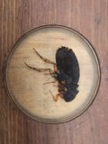 Magic Lantern Slides - thumbnail 4 of 10