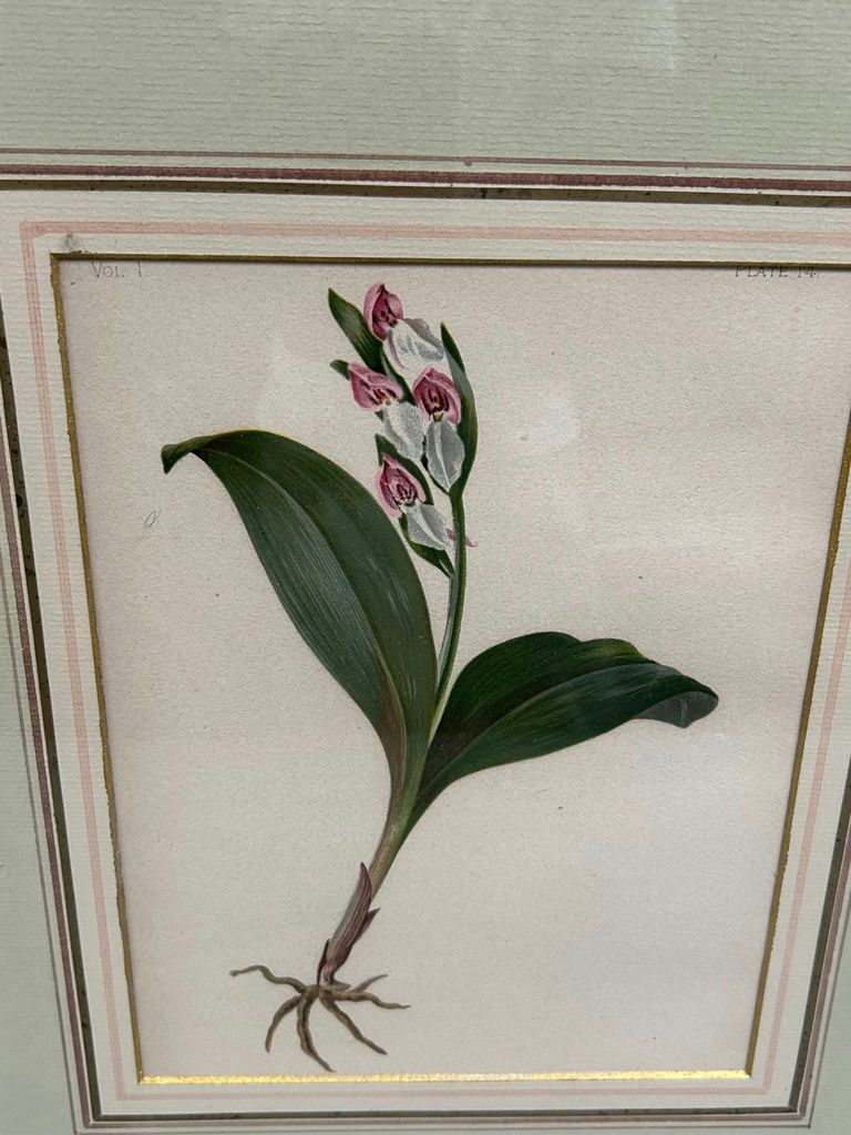 Botanical Floral Lithographs Vol 1  - image 3 of 5