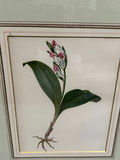 Botanical Floral Lithographs Vol 1 - thumbnail 3 of 5