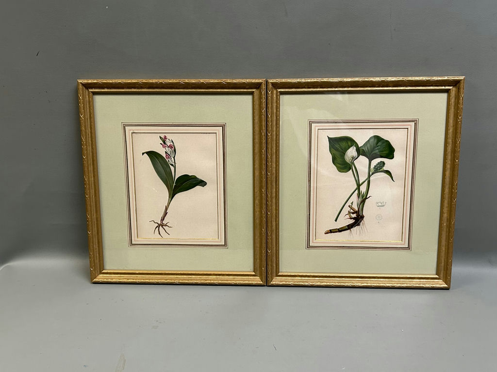 Botanical Floral Lithographs Vol 1  - image 1 of 5
