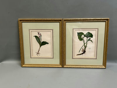 Botanical Floral Lithographs Vol 1 - Image 1 of 5