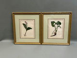 Botanical Floral Lithographs Vol 1  - thumbnail 1 of 5