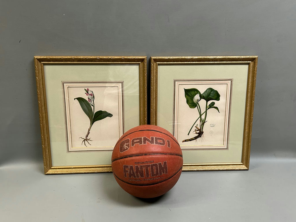 Botanical Floral Lithographs Vol 1  - image 4 of 5