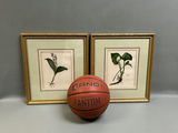Botanical Floral Lithographs Vol 1 - thumbnail 4 of 5