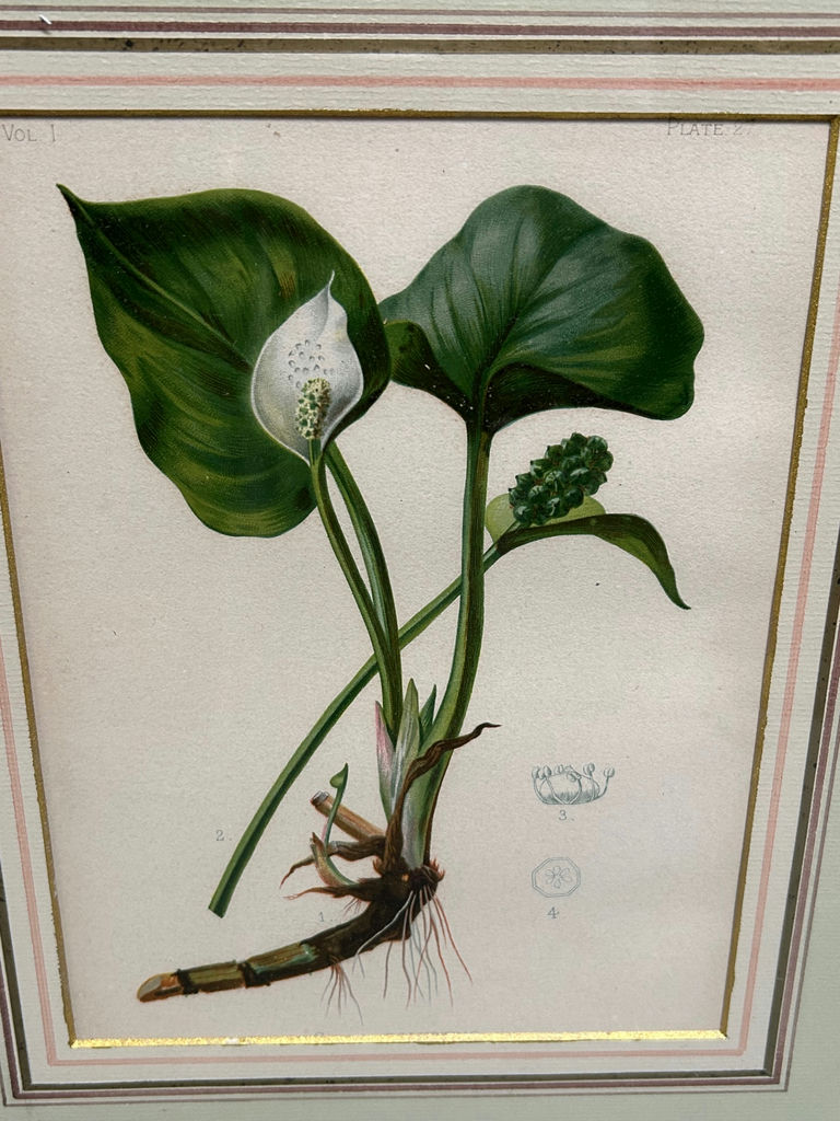 Botanical Floral Lithographs Vol 1  - image 2 of 5