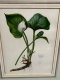 Botanical Floral Lithographs Vol 1  - thumbnail 2 of 5