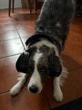 Dog Wearing Large Black Over-Ear Headphones - thumbnail 1 of 2