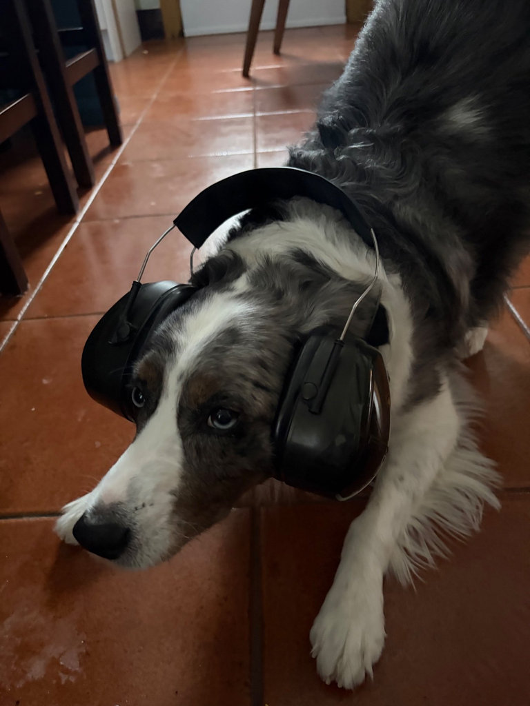Dog Wearing Large Black Over-Ear Headphones - image 2 of 2