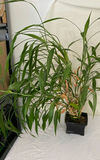 Assorted Planters, Decorative Pots, and Artificial Plant Decor - thumbnail 3 of 11