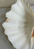 Coastal Themed Decorative Shells, Fish Figurines, and Glass Decor Assortment - thumbnail 4 of 9