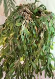 Two Potted Houseplants - thumbnail 3 of 3