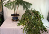 Two Potted Houseplants - thumbnail 1 of 3