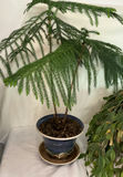Two Potted Houseplants - thumbnail 2 of 3