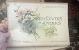 Wildflowers Of America 1894, Volumes 10 Through 17 - thumbnail 2 of 10