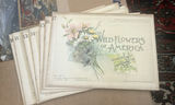 Wildflowers Of America 1894, Volumes 10 Through 17 - thumbnail 1 of 10