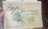 Wildflowers Of America 1894, Volumes 10 Through 17 - thumbnail 5 of 10