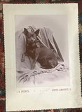 4 Cabinet Photos Cleveland Family Members With Their Dogs - thumbnail 4 of 5