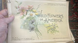Wildflowers Of America 1894, Volumes 10 Through 17 - thumbnail 6 of 10