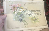 Wildflowers Of America 1894, Volumes 10 Through 17 - thumbnail 7 of 10