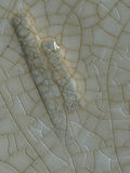 Antique Shanghai Plate - thumbnail 4 of 4