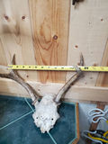 Two Sets of Antlers. - thumbnail 9 of 9