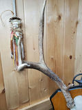 Two Sets of Antlers. - thumbnail 4 of 9